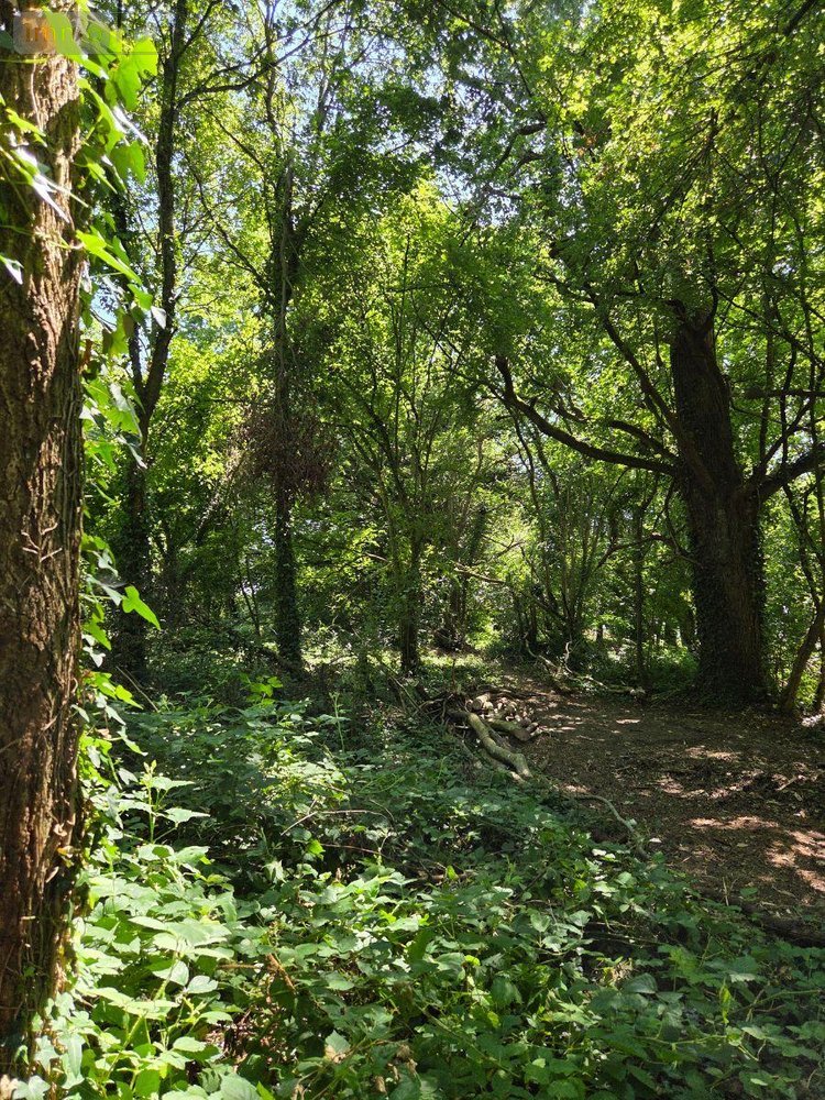 Terrains de loisirs bois etangs a vendre Saint-Léonard-des-Bois 72130 Sarthe 15320 m2  31800 euros