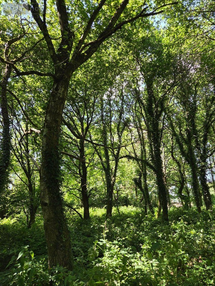 Terrains de loisirs bois etangs a vendre Saint-Léonard-des-Bois 72130 Sarthe 15320 m2  31800 euros