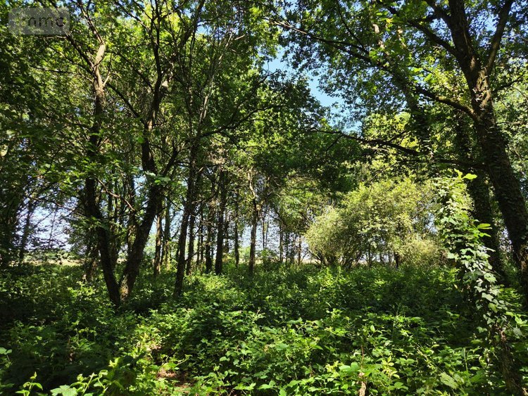 Terrains de loisirs bois etangs a vendre Saint-Léonard-des-Bois 72130 Sarthe 15320 m2  31800 euros