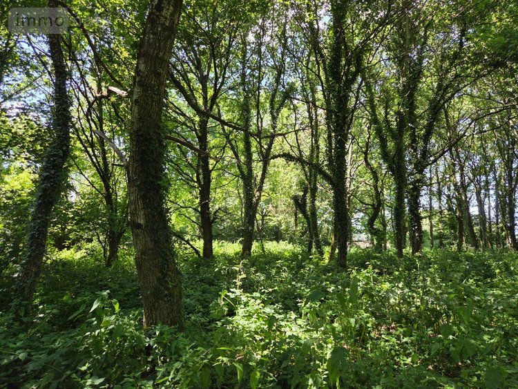Terrains de loisirs bois etangs a vendre Saint-Léonard-des-Bois 72130 Sarthe 15320 m2  31800 euros